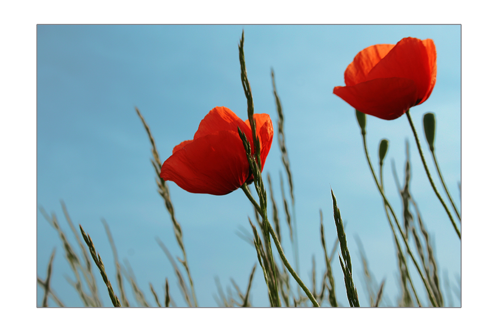 mohn