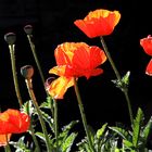 Mohn