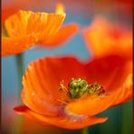Mohn...