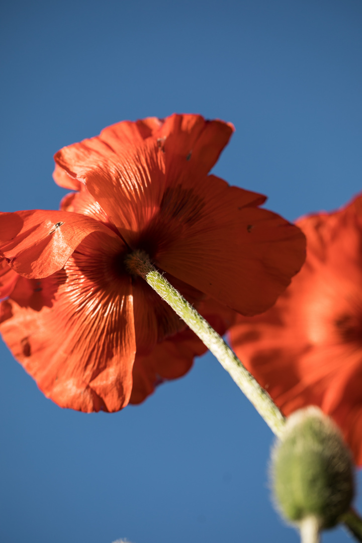 Mohn