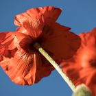 Mohn