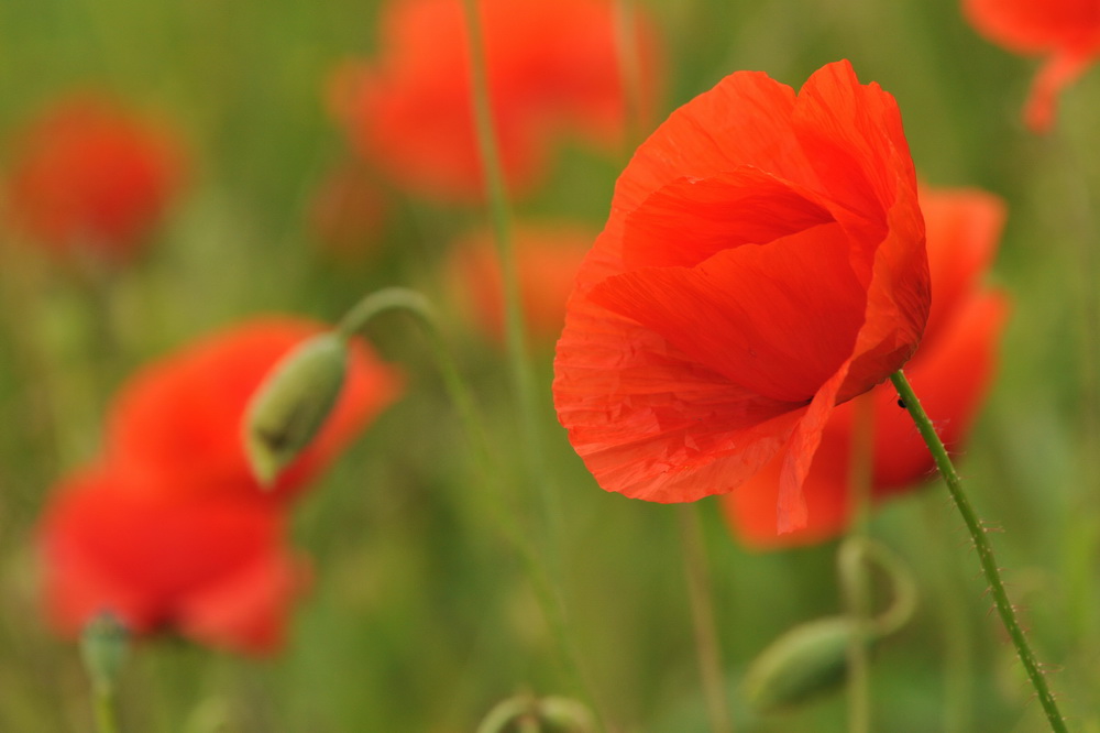 Mohn