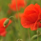 Mohn