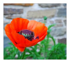 Mohn