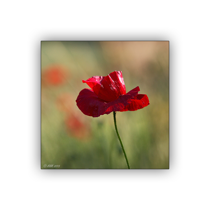 ~MOHN~