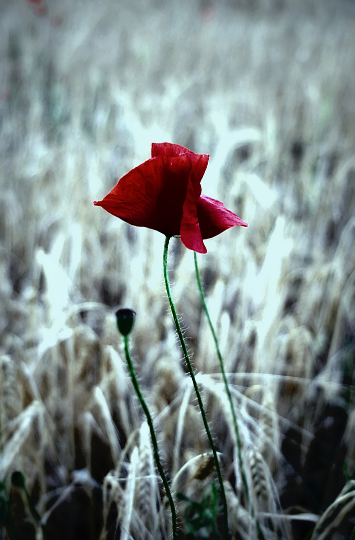 Mohn