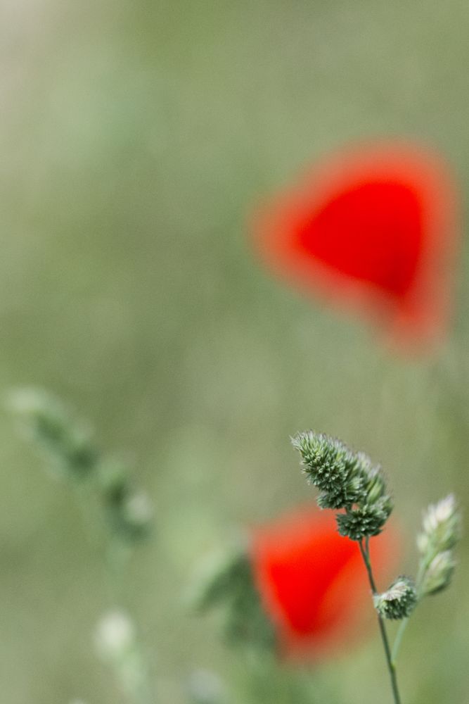 Mohn