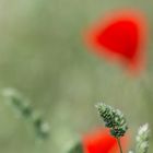 Mohn