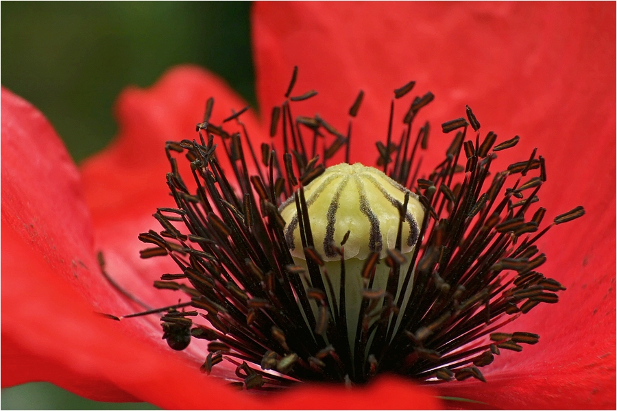 Mohn