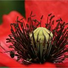 Mohn