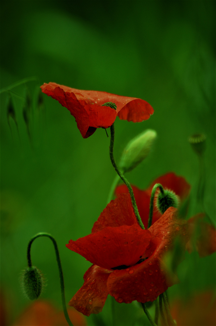 Mohn