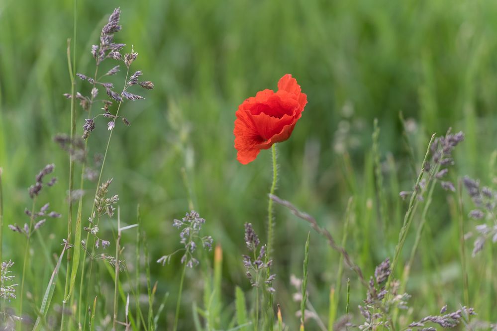 Mohn