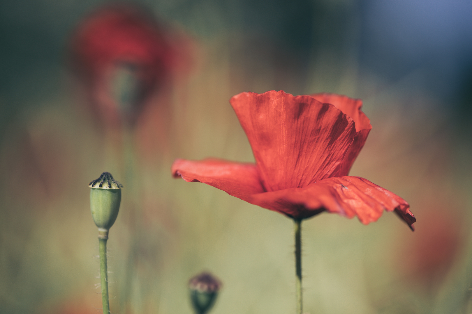 Mohn