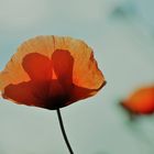 Mohn