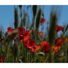 Mohn