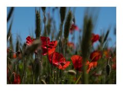 Mohn