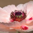 ..Mohn..