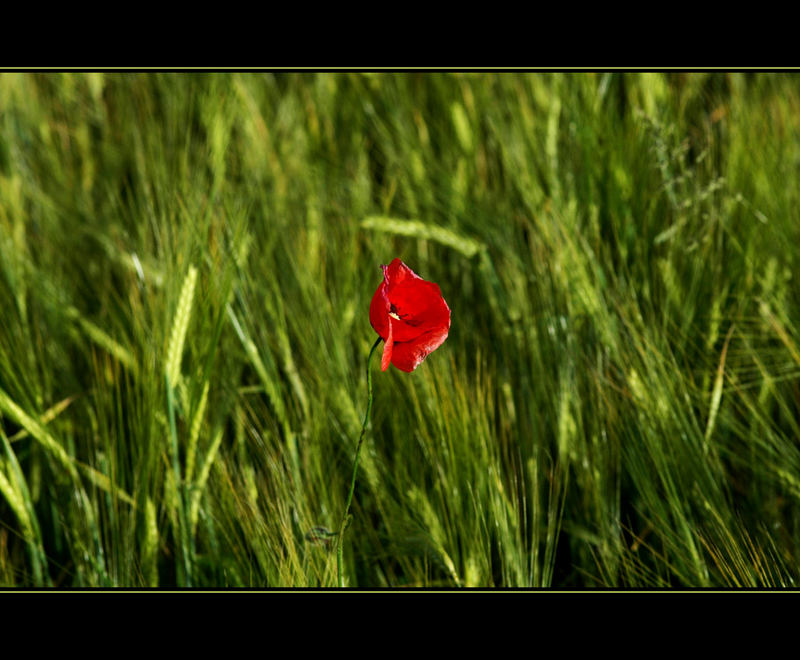 Mohn