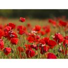 Mohn