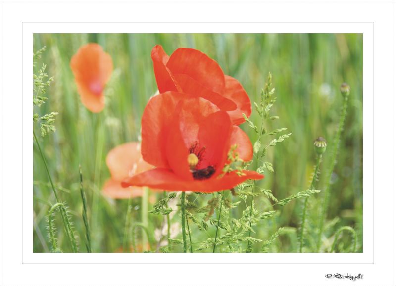 Mohn