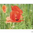 Mohn