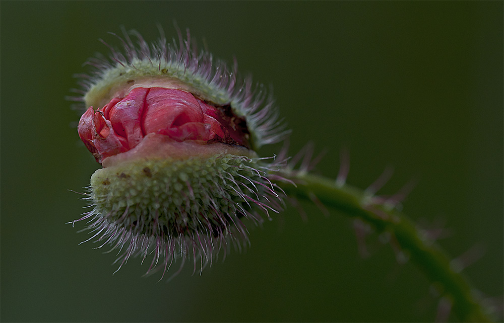 Mohn