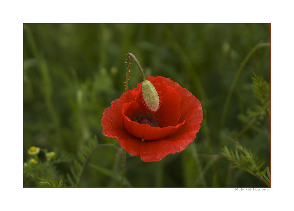 Mohn