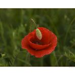 Mohn