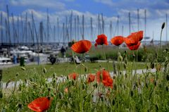 Mohn