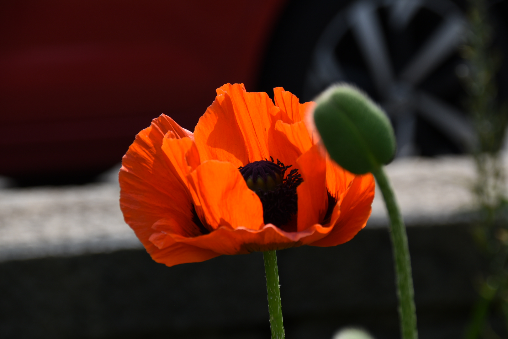 Mohn