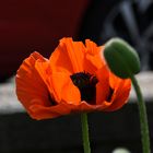 Mohn