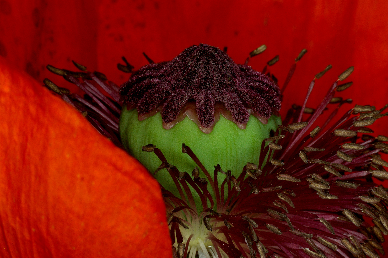 Mohn