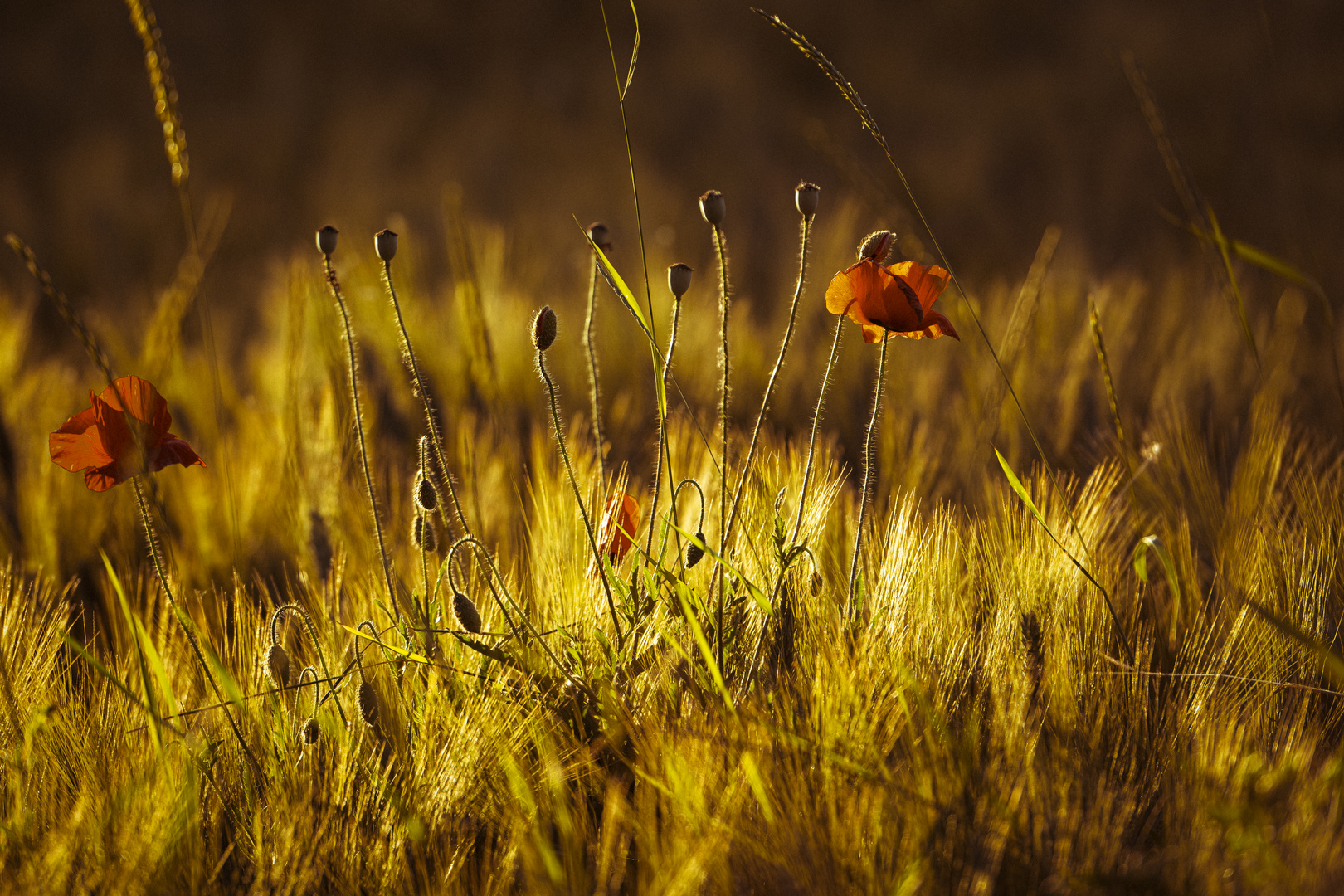 Mohn 7/8