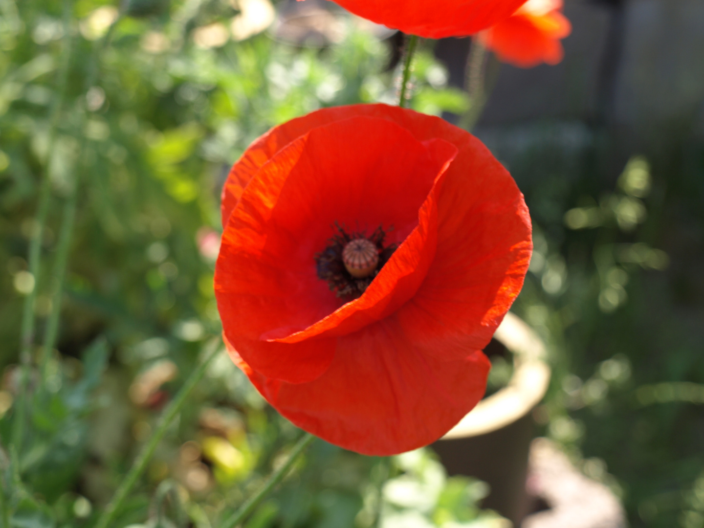 Mohn