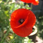 Mohn