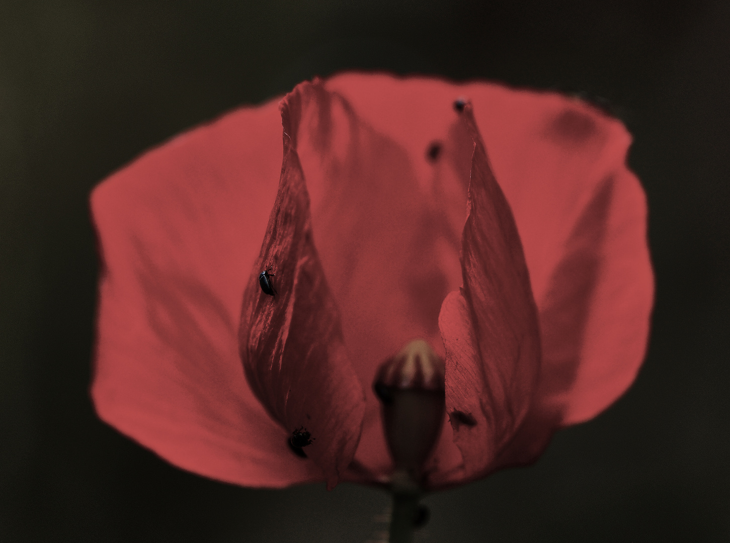 Mohn