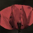 Mohn