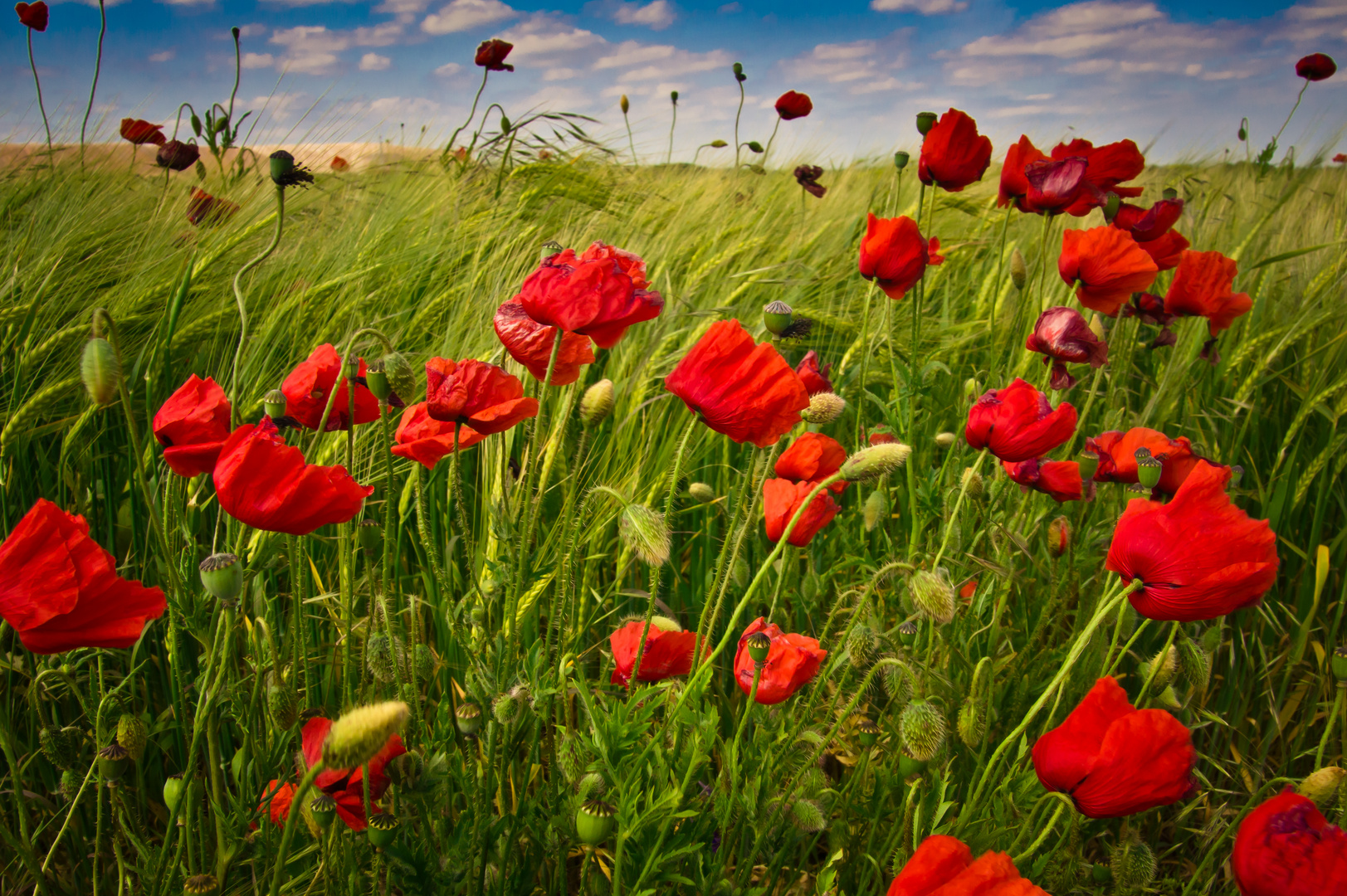 Mohn