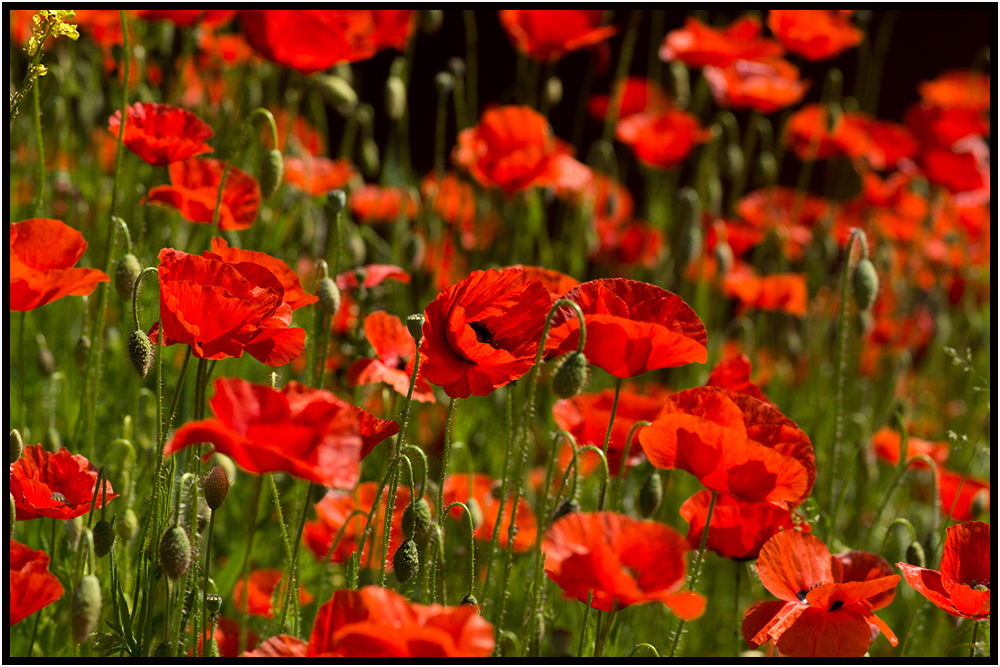 Mohn