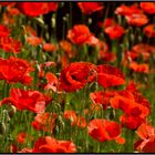 Mohn