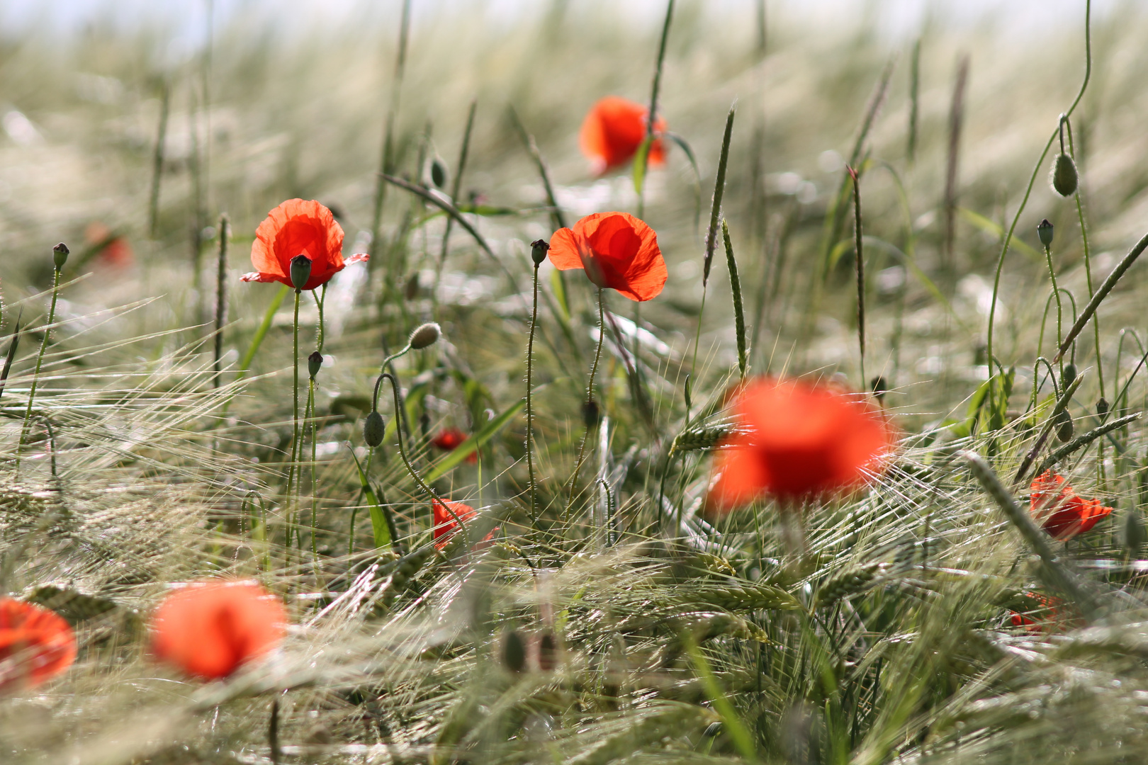 Mohn