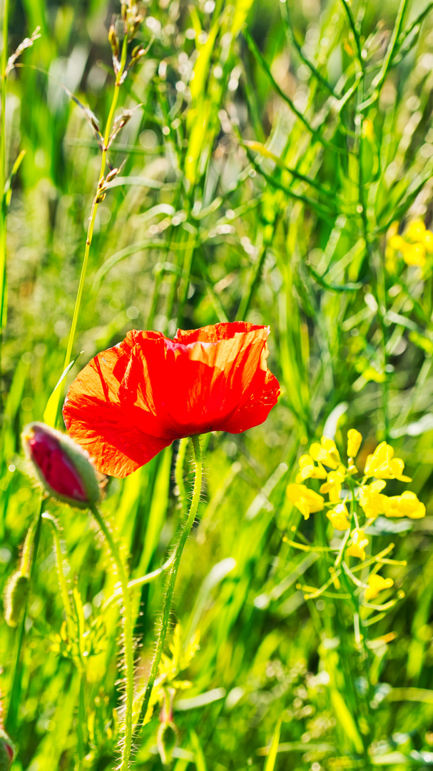 Mohn