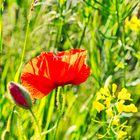 Mohn