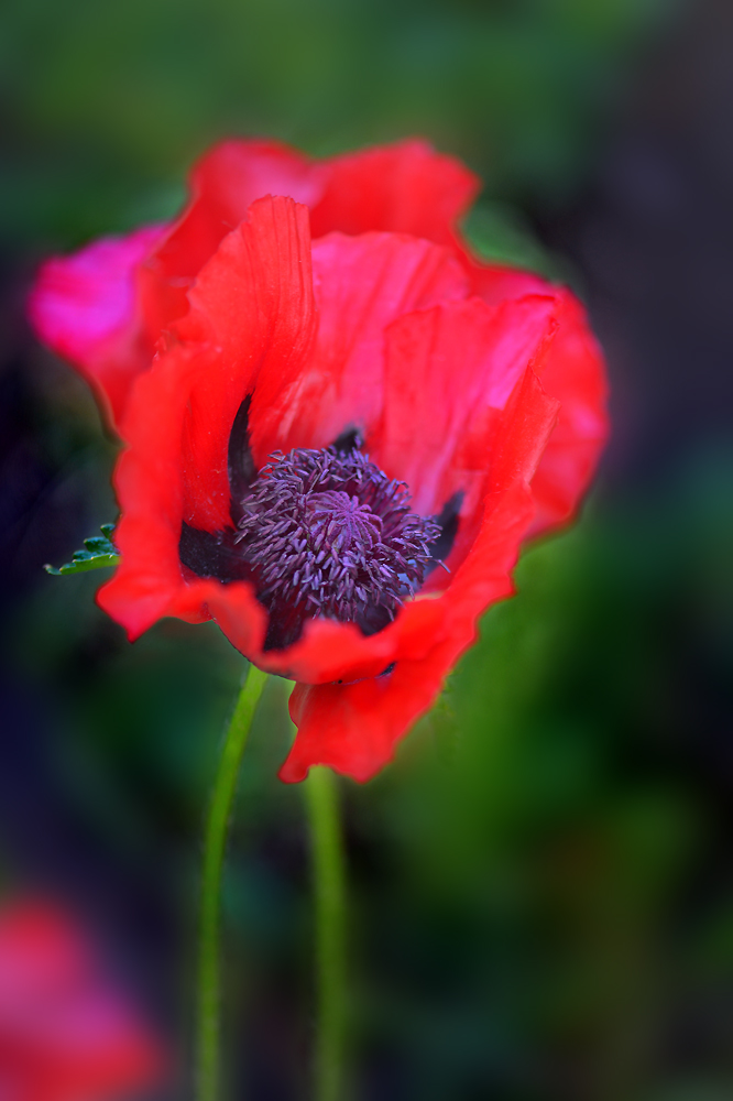 mohn