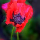 mohn