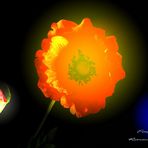 Mohn