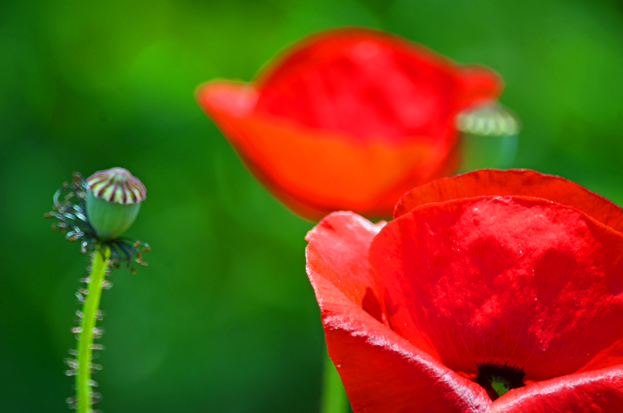 Mohn