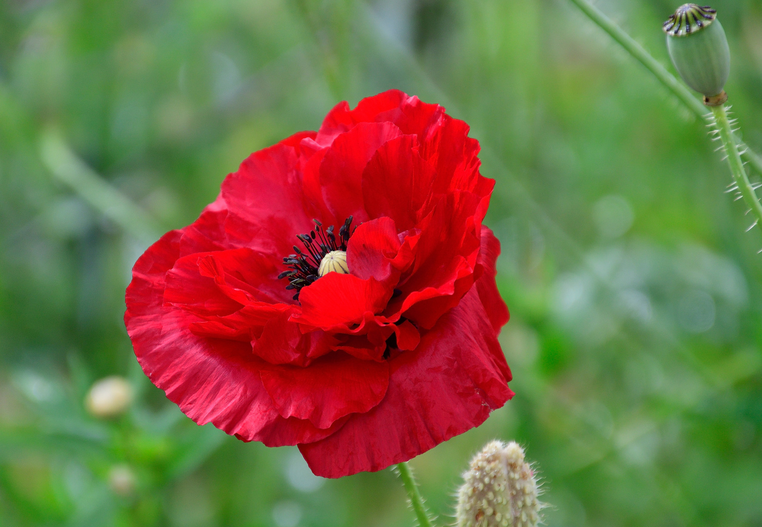 Mohn