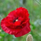 Mohn