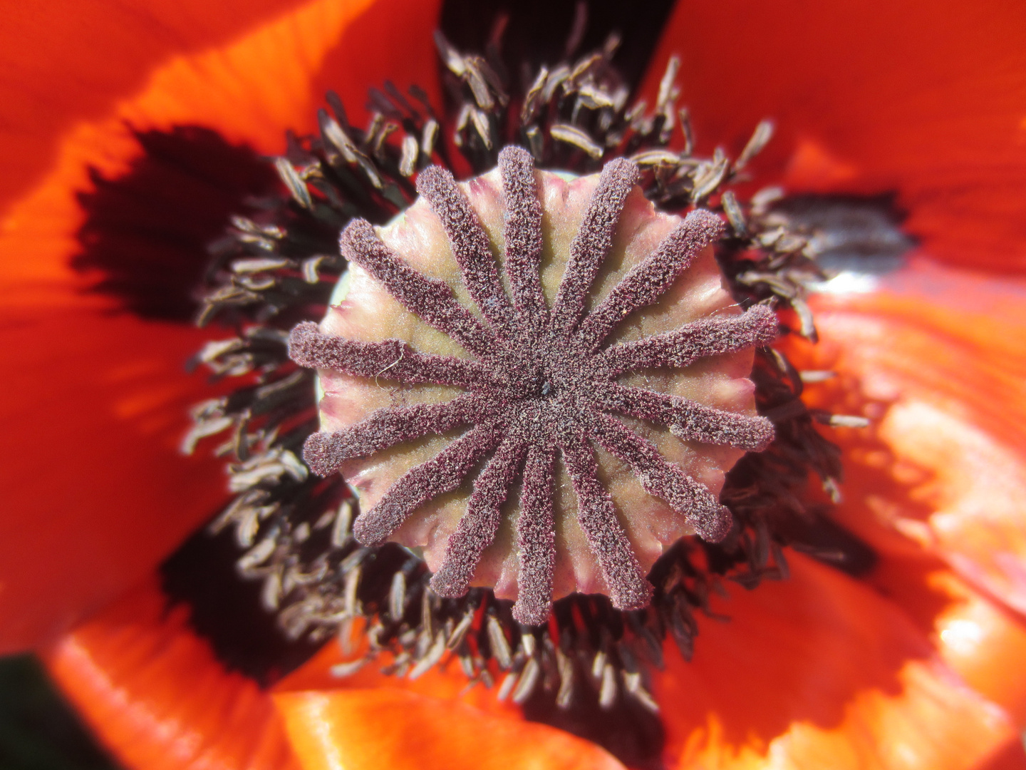 Mohn